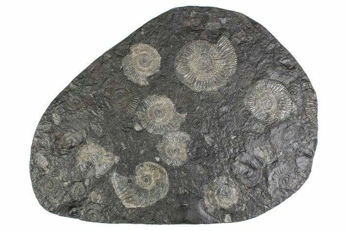 Fossil Ammonite Cluster - Posidonia Shale, Germany #383762
